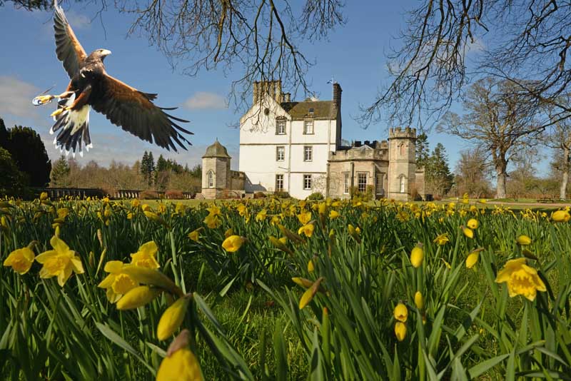 Eagle flying in front of Winton Castle near Edinburgh